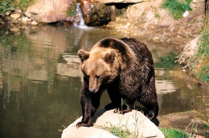 France, Pyrenees Orientales, brown bear of the Pyrenees to the animalist park of les Angles in the Capcir