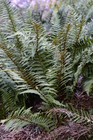 France, Corse du Sud, Alta Rocca, massif of Bavella, Osmunda regalis fern