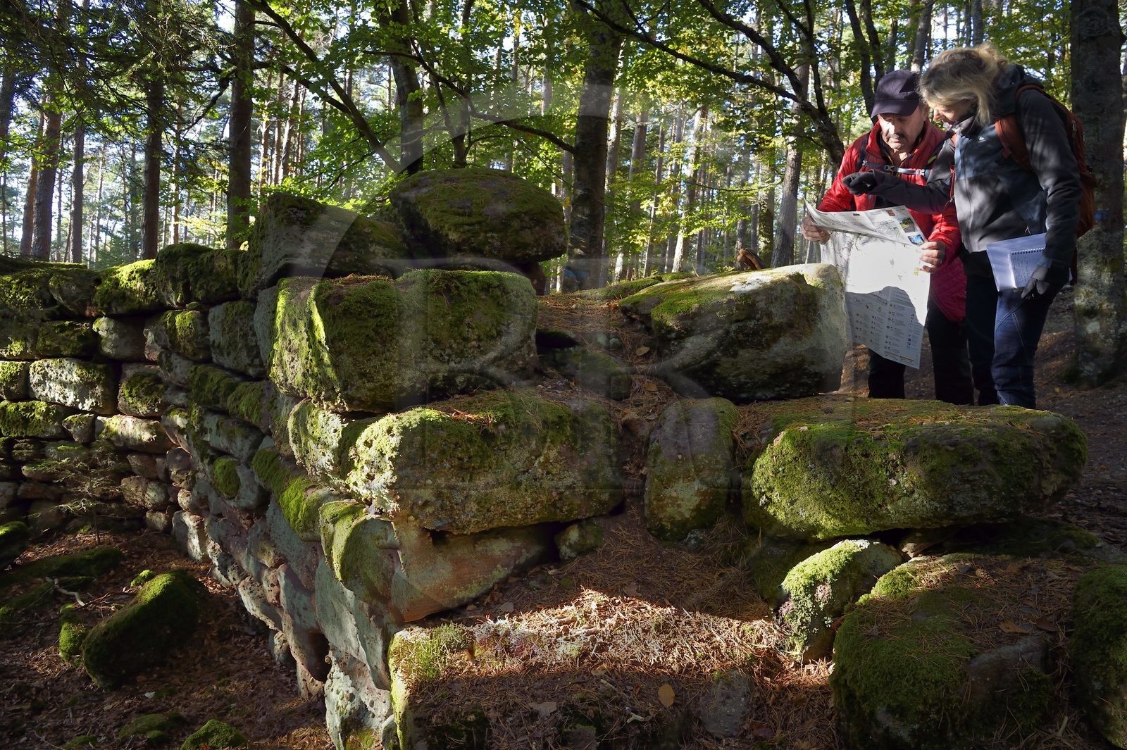 France, Bas-Rhin (67), Mont Saint-Odile, randonnée le long du Mur Païen, vestige d'un mur d'enceinte probablement de l'époque mérovingienne d'une longueur totale de onze kilomètres