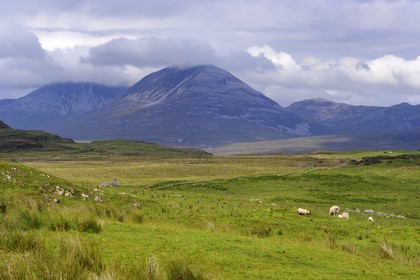 Royaume-Uni, Ecosse, Hébrides intérieures, Ile de Islay, moutons au paturage dans les prairies du Nord-Est de l'île et les montagnes de l'île de Jura en arrière plan