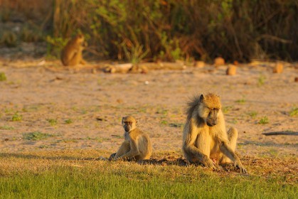 Tanzania, Selous Game Reserve is one of the largest fauna reserves of the world and designated a UNESCO World Heritage Site in 1982, Yellow baboon (Papio hamadryas cynocephalus)