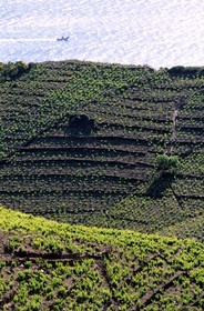 France, Pyrénées-Orientales (66), côte Vermeille, vignoble de Banyuls-sur-Mer