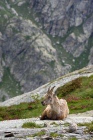 France, Alpes-Maritimes, parc national du Mercantour (Mercantour National Park), Valmasque valley, female Alpine ibex (Capra ibex)