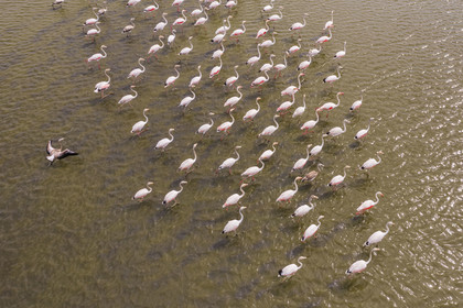 France, Gard, Vauvert, the Petite Camargue, Scamandre Regional Nature Reserve, pink flamingos (Phoenicopterus roseus) (aerial view)