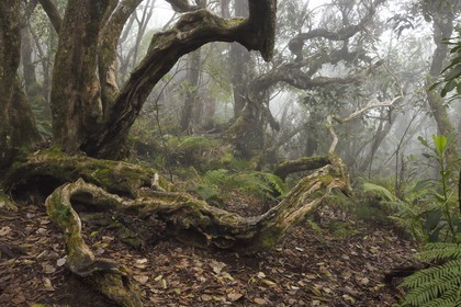 France, Ile de la Reunion, Le Tampon, forêt de Notre-Dame de la Paix en bordure de la Riviere des Remparts sur les pentes du volcan du Piton de la Fournaise