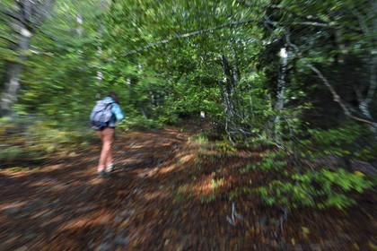France, Ardeche, parc naturel regional des Monts d'Ardeche (Regional natural reserve of the Mounts of Ardeche), Mezenc Massif, Lac d'Issarles forest, hiker in the Montchamp beech grove