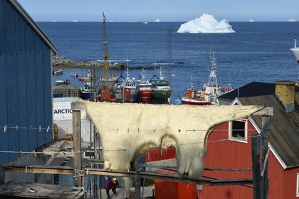 Greenland, west coast, Baffin Bay, Upernavik, skin of a polar bear drying in the sun