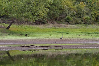 France, Cantal (15), Gorges de la Truyère, Chaliers, héron cendré (Ardea cinerea) sur les berges de la rivière Truyère en amont du viaduc de Garabit