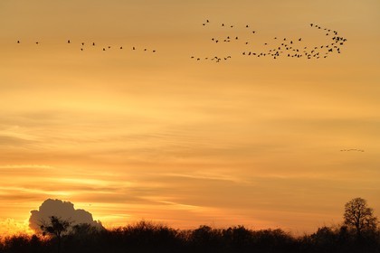 France, Indre (36), le Berry, parc naturel régional de la Brenne, Rosnay, étang de la Mer Rouge, grue cendrée (grus grus), vol au coucher de soleil