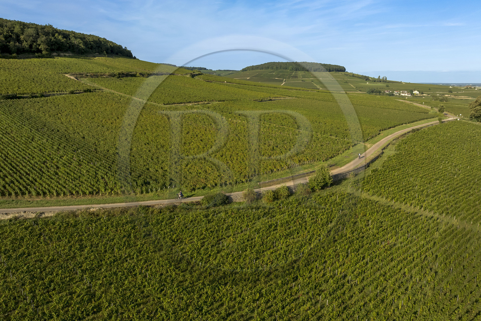 France, Côte-d'Or (21), les climats de Bourgogne classés Patrimoine Mondial de l'UNESCO, Route des Grands Crus, vignoble de la Côte de Beaune, Savigny-les-Beaune, cyclistes dans le vignoble (vue aérienne)