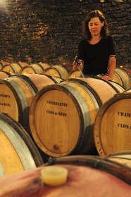 France, Côte d'Or (21), Gevrey-Chambertin, cave du domaine Drouhin-Laroze