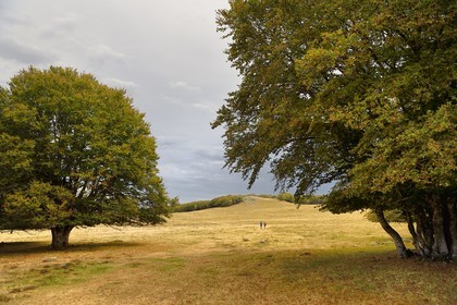 France, Cantal (15), Parc naturel régional de l'Aubrac, plateau de l'Aubrac, Saint-Urcize, forêt du Pas de Mathieu, vestige de la hêtraie originale de l'Aubrac
