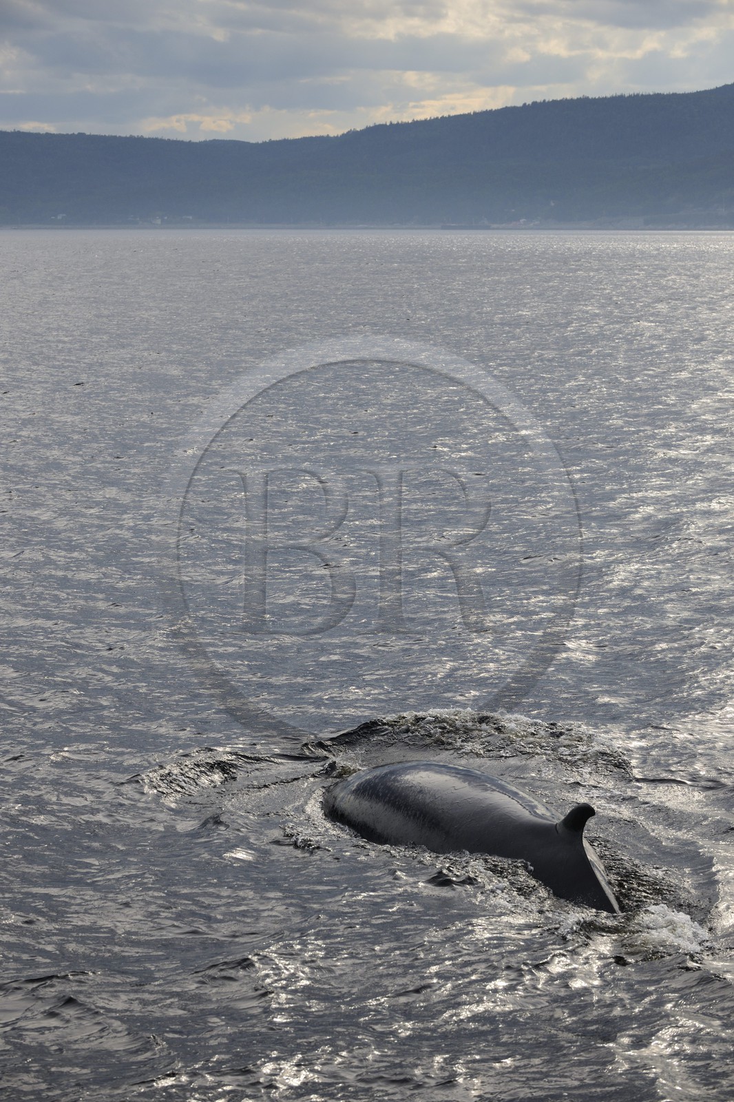 Canada, Quebec Province, Manicouagan, Tadoussac, humpback whale in the Gulf of Saint Lawrence