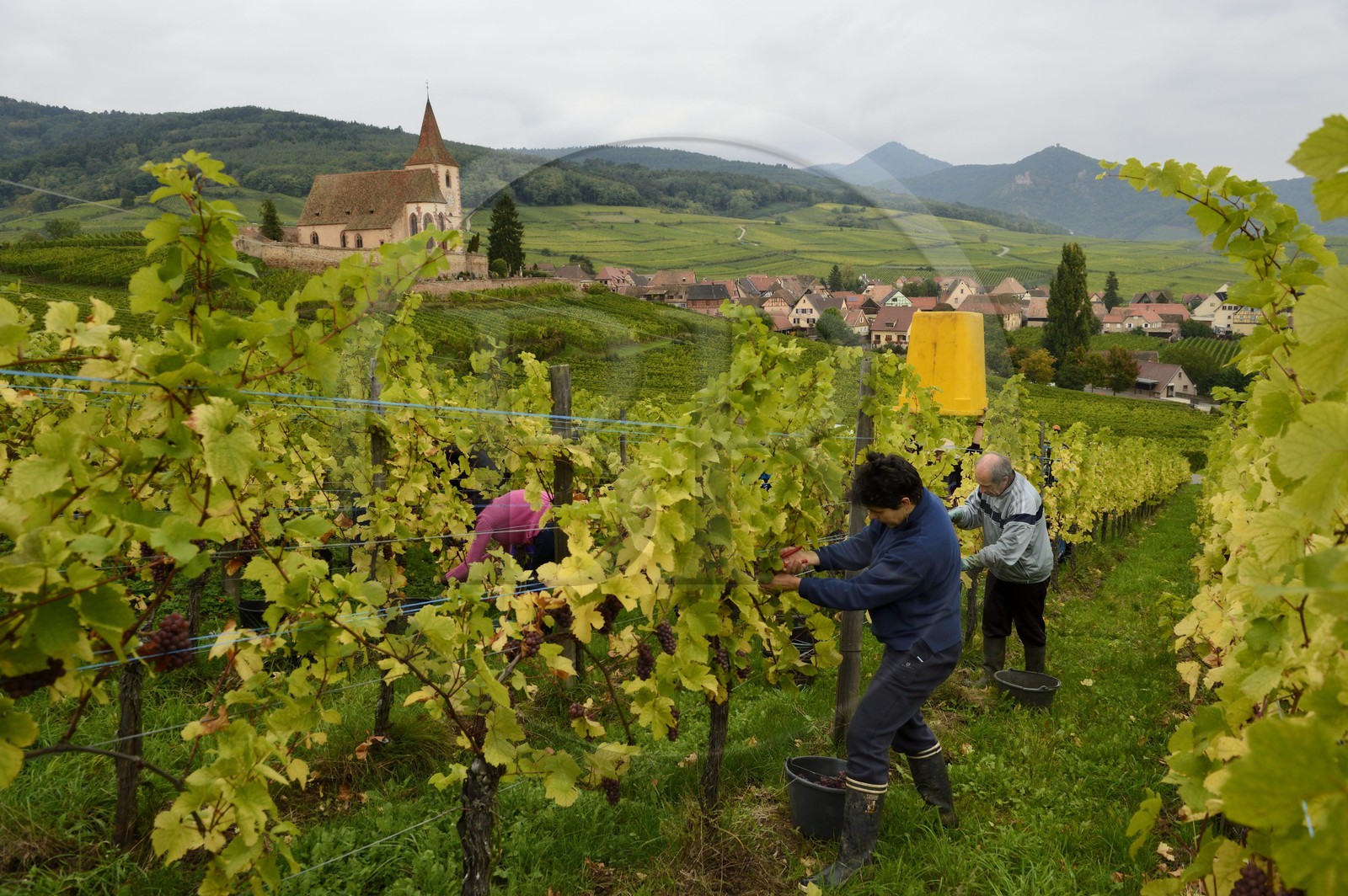 France, Haut-Rhin (68), Route des Vins d'Alsace, Hunawihr, labellisé Les Plus Beaux Villages de France, vendanges de Pinot Gris dans le Domaine Frederic Mallo et l'Eglise de Sainte-Hune en arrière plan