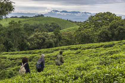 Rwanda, Province de l’Ouest, Gisakura, Parc national de Nyungwe, le garde de African Parks Claver Mtoyinkima guidant des touristes sur la piste des Colobes de Ruwenzori (Colobus angolensis ruwenzorii) pendant un safari à pied dans la forêt tropicale humide naturelle bordée par les plantations de thé, les montagnes de Kahuzi-Biega dans la République démocratique du Congo en arrière plan