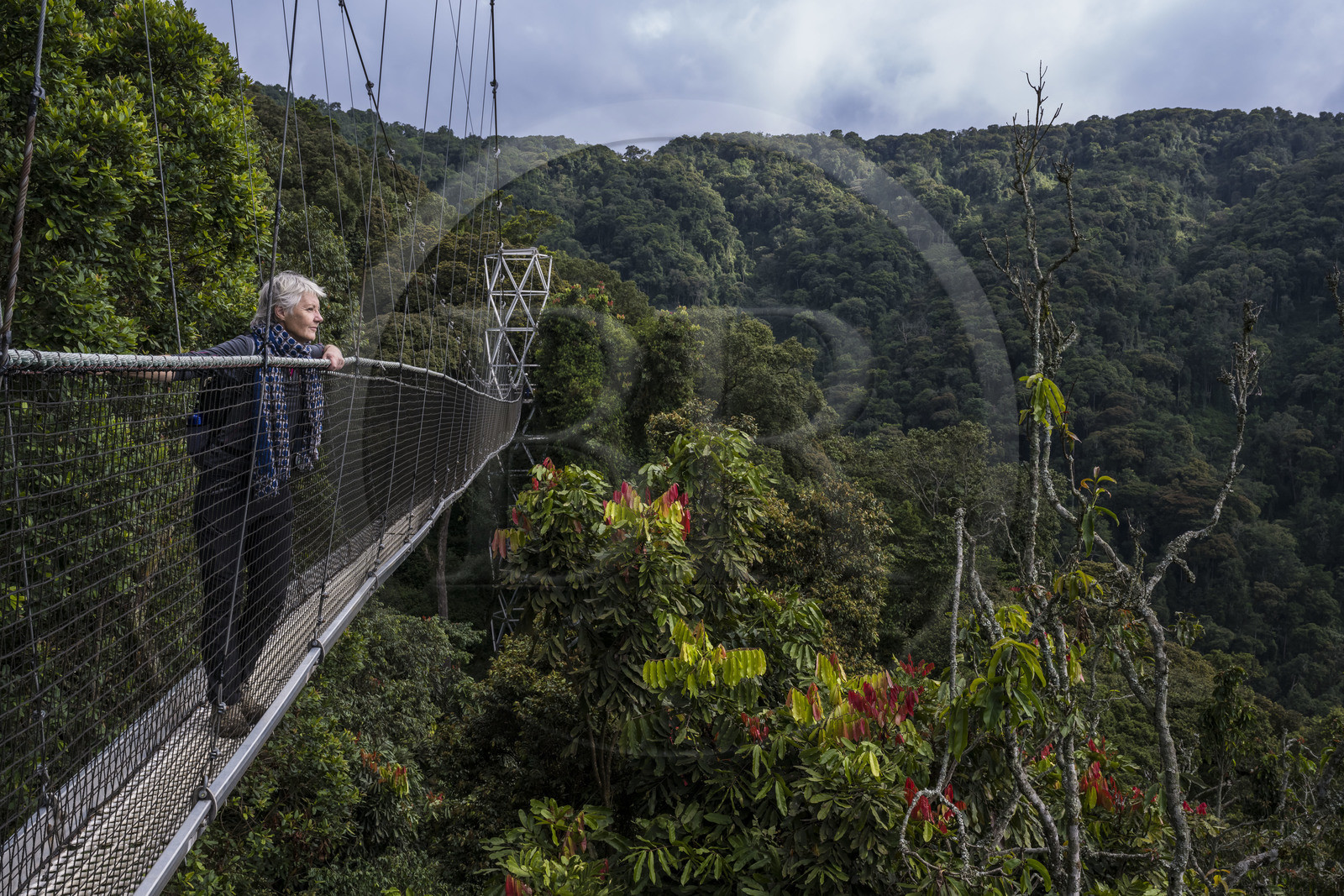 Rwanda, Province de l’Ouest, Colline Ibanda à Uwinka, Parc national de Nyungwe, la Canopy walkway passerelle suspendue qui surplombe la canopée de la forêt tropicale à 70 mètres de haut