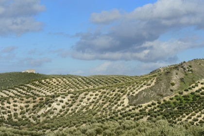 Spain, Andalusia, Jaén Province, olive groves south of Martos between Baena and Alcaudete