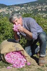 France, Alpes-Maritimes, Grasse, Centifolia rose picking in the flower field, horticulturist Constant Viale