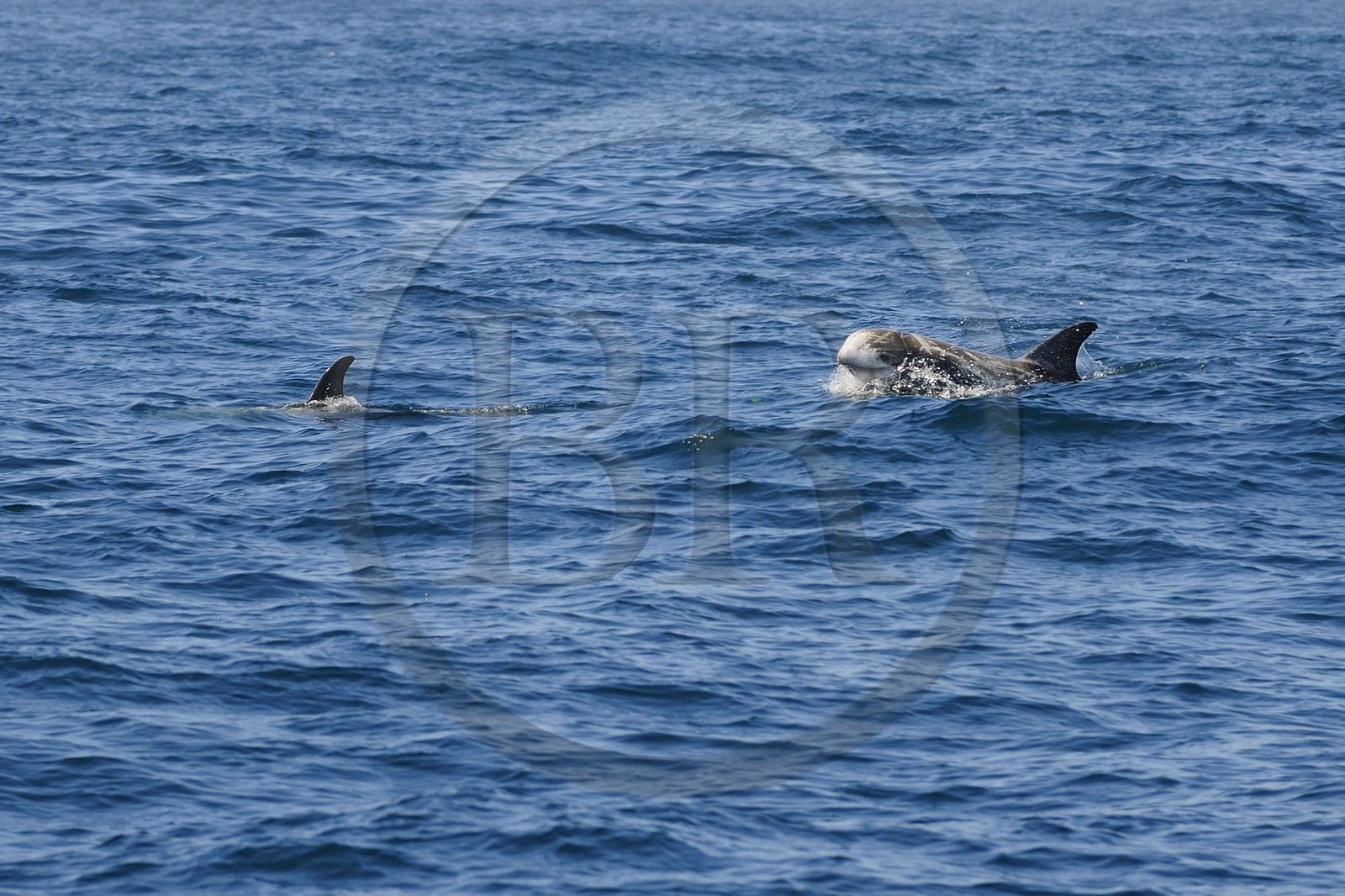 Etats-Unis, Californie, Monterey Bay, dauphins Grampus ou Risso's Dolphin (Grampus griseus)