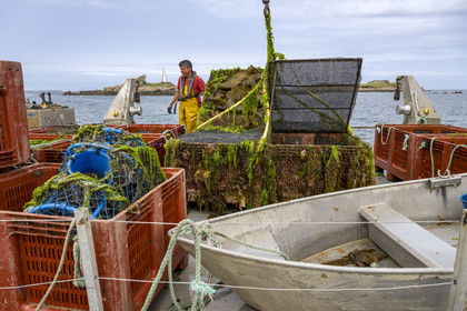 France, Finistère (29), Pays des Abers, estuaire de l'Aber Wrac'h, France haliotis élève des ormeaux en pleine mer et les nourrit exclusivement avec des algues récoltées localement à la main