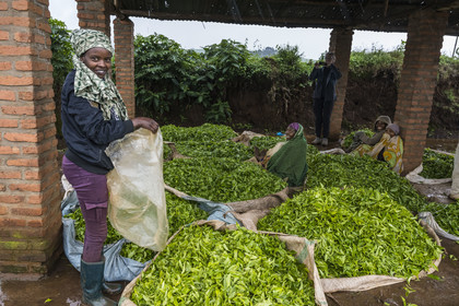 Rwanda, Province de l’Ouest, Gisuma, plantation de thé, abri pour les travailleurs et le thé de leur cueillette