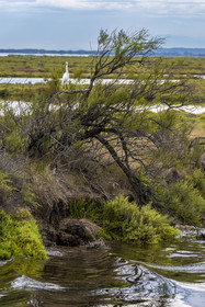 France, Hérault (34), La Grande-Motte, canal du Rhône à Sète, aigrette garzette (Egretta garzetta) en bordure de l'étang de l'Or