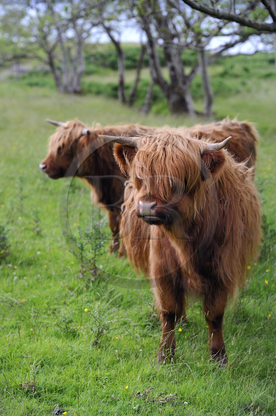 Royaume-Uni, Ecosse, Highland, Hébrides intérieures, Ile de Mull, vaches de race Highland