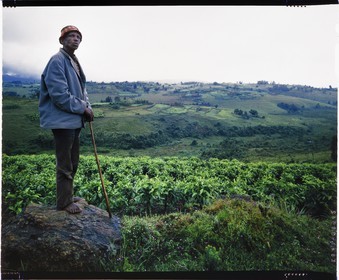 Burundi, province de Bujumbura, région d'Ijenda, homme Tutsi dans les collines et plantations de thé (reproduction plan-film inversible 4x5)