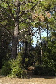 France, Charente-Maritime (17), ile de Ré, Les Portes-en-Ré, bois de Trousse-Chemise