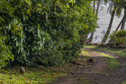 France, French Guiana, Kourou, Salvation Islands (Iles du Salut), Royal Island, agoutis (Dasyprocta)