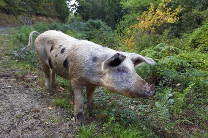 France, Corse du Sud, Prunelli river valley, Bastelica, Duroc pig left free