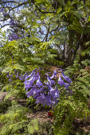 France, Alpes-Maritimes, Antibes, The Botanical Garden of Villa Thuret (attached to INRAE), labeled Jardin Remarquable (Outstanding Garden) and Remarkable Tree,