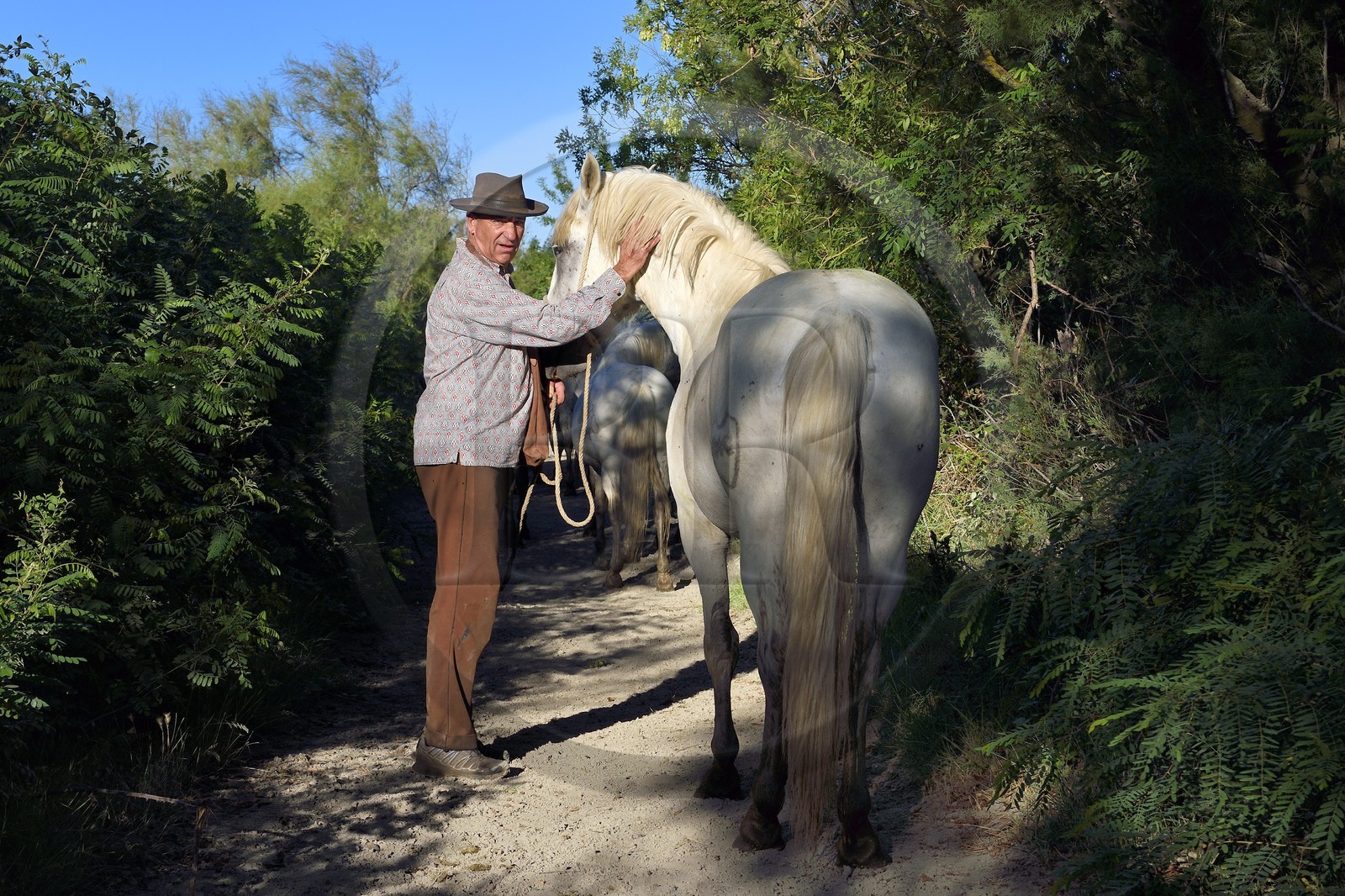 France, Bouches-du-Rhône (13), Parc naturel régional de Camargue, Mas du Menage, manade Saint Antoine (Cauzel), le gardian Régis Blayrat