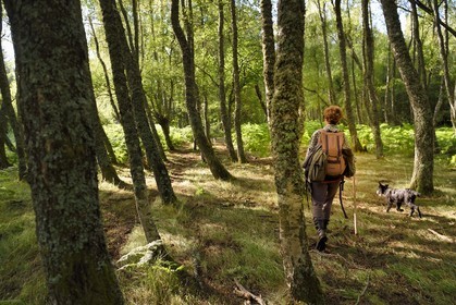 France, Puy de Dome, Parc Naturel Régional des Volcans d'Auvergne (regional nature park of Auvergne volcanoes), Chaine des Puys listed as World heritage by UNESCO, the shepherdess Charlotte Hevin with her dogs in a forest at the foot of the Puy de Dôme volcano