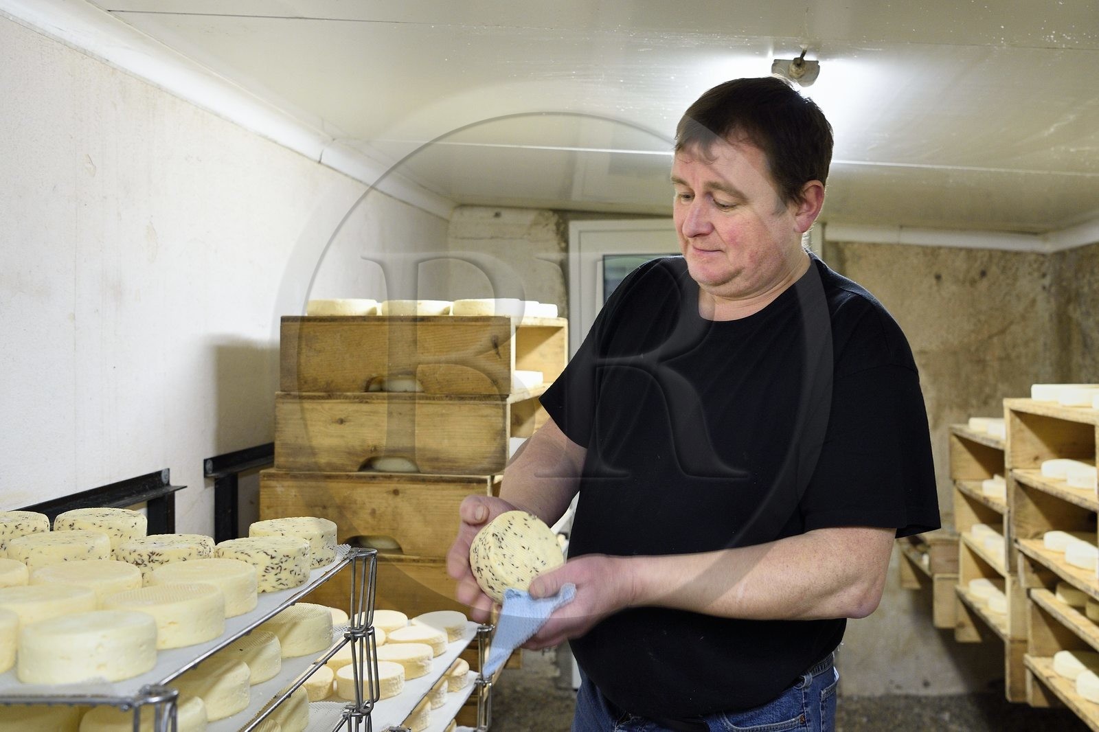 France, Haut-Rhin (68), Wasserbourg, Ferme-auberge Buchwald, le marcaire Michel Wehrey à la fabrication du fromage de munster AOP (lait de vache), le jeune munster est retourné et mouillé au linge régulièrement la première semaine et il est placé à côté des fromages les plus affinés pour bénéficier des ferments du rouge dans l’ambiance de la cave, flore naturelle indispensable à l’affinage