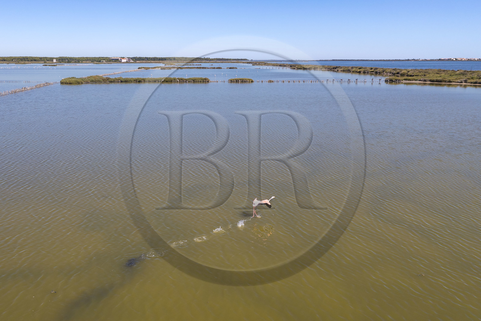 France, Hérault (34), Frontignan, envol d'un flamant roses (Phoenicopterus roseus) dans l'étang d'Ingril dans les anciens salins (vue aérienne)