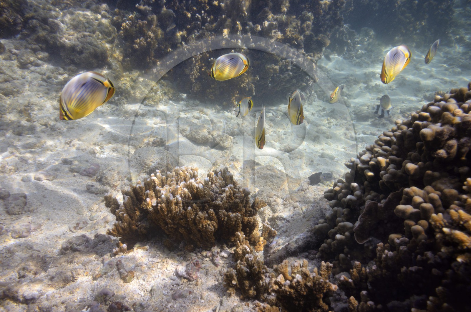 France, Ile de la Reunion, Côte Ouest, Saint-Gilles-Les-Bains (commune de Saint-Paul), le récif corallien du lagon de l'Ermitage et de La Saline-Les-Bains, Poisson-papillon à trois bandes (Chaetodon trifasciatus) (vue sous-marine)