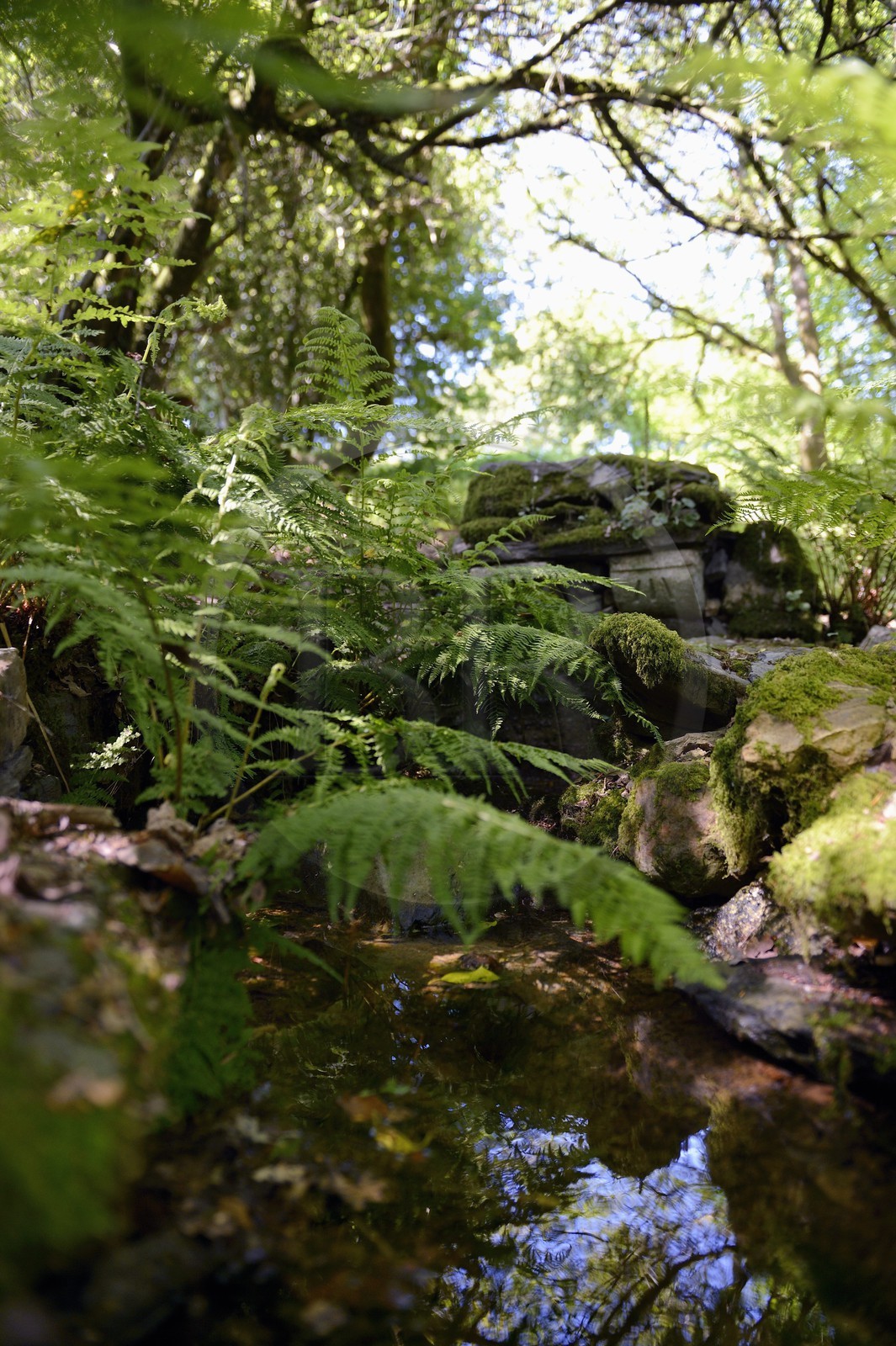 France, Finistère (29), parc naturel régional d'Armorique, Monts d'Arrée, Brasparts, le conteur Claude Le Lann explique la mythologie locale, les phénomènes energétiques et la puissance tellurique de certains sites, comme ici devant une source druidique