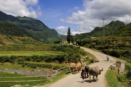 Vietnam, Lao Cai province, Sapa district, children from the Black Hmong minority group bringing back their buffaloes