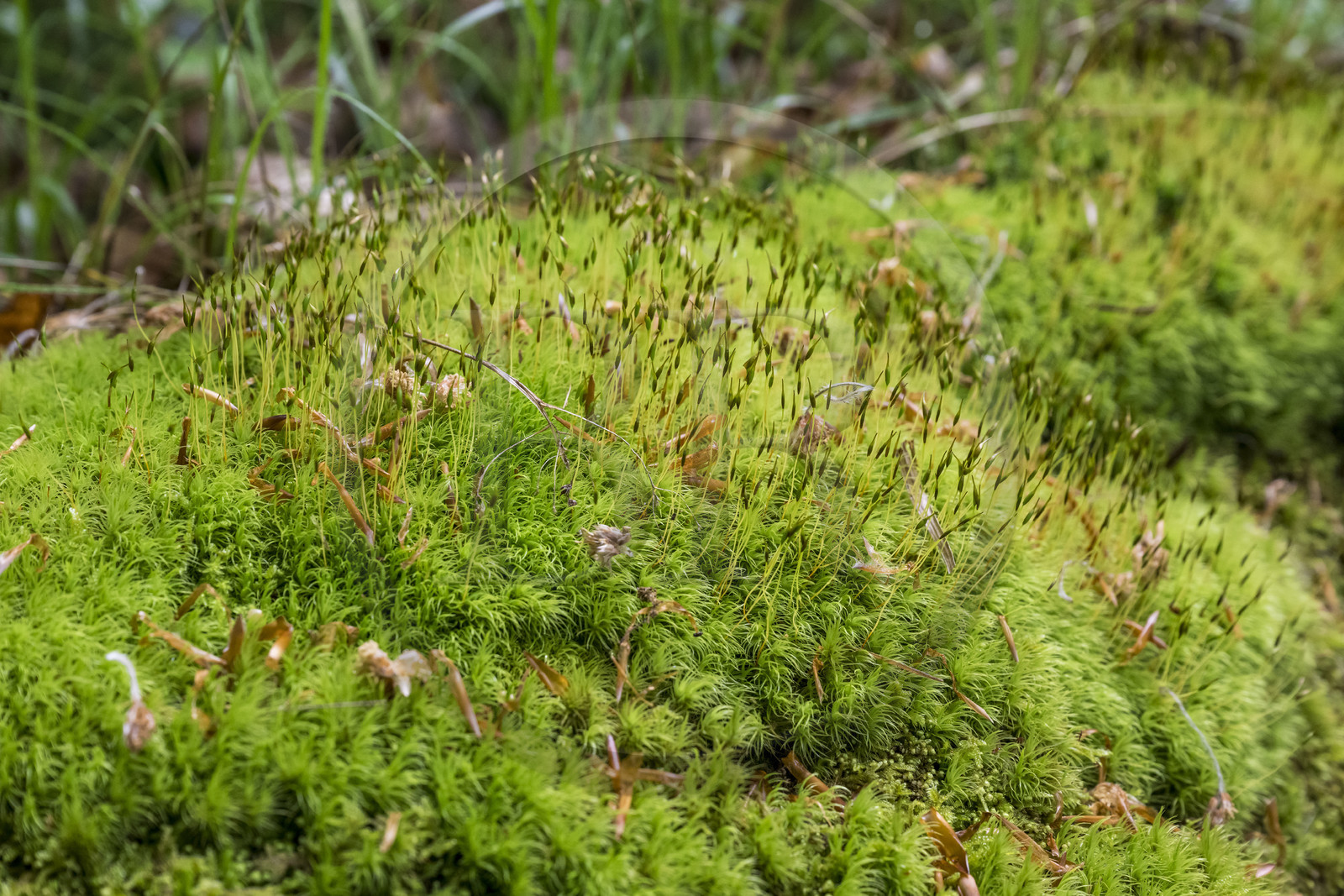 France, Bas-Rhin (67), Parc Naturel régional des Vosges du Nord, mousse dans la forêt de La Petite Pierre