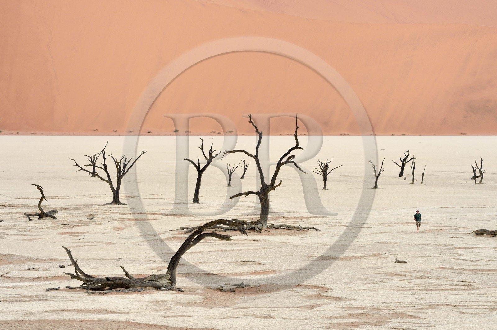 Namibie, région d'Hardap, désert du Namib, parc national du Namib-Naukluft, Erg du Namib classé Patrimoine Mondial de l'UNESCO, dunes de Sossusvlei, Dead Vlei, arbres morts de Camelthorn Acacia (Acacia erioloba)