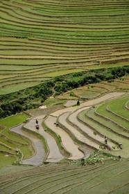 Vietnam, Lao Cai province, Sapa district, Ta Phin valley,  rice plantations in terraces by the Black Hmong minority group