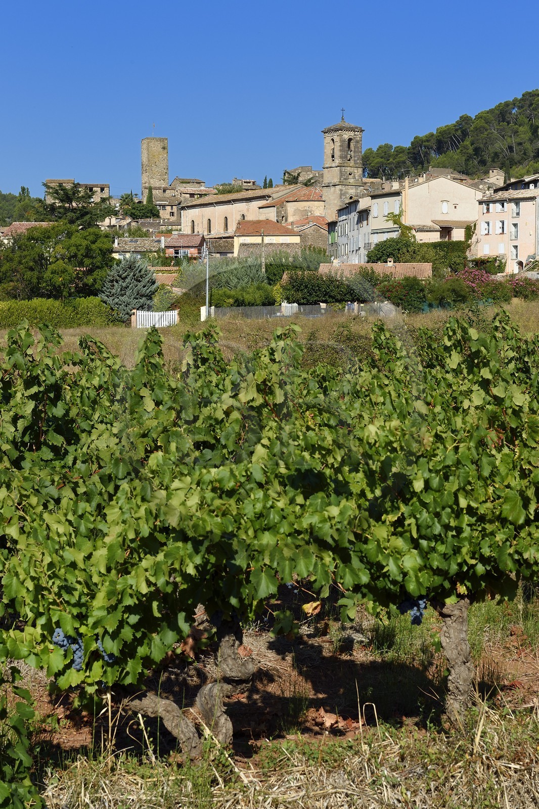 France, Var (83), La Dracénie, Les Arcs-sur-Argens, vignoble