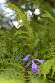 South Africa, Gauteng Province, Johannesburg, chic of Westcliff, Jacaranda flower