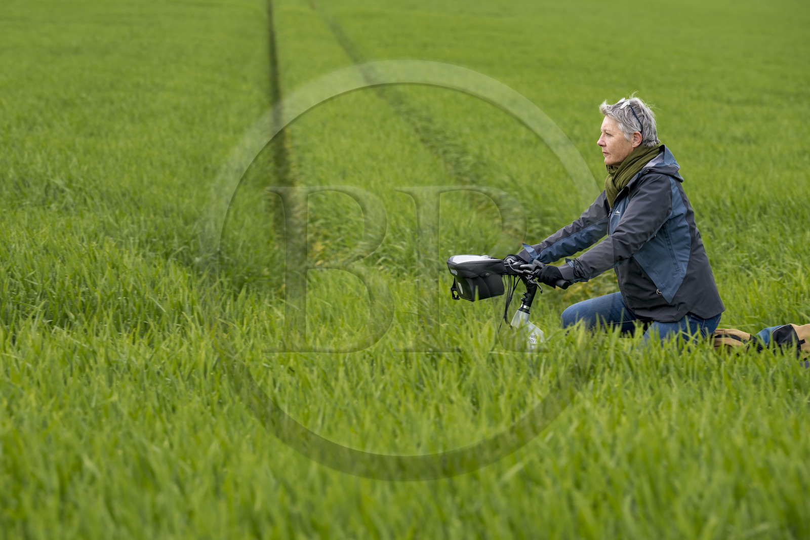 France, Vendée (85), Saint-Michel-le-Cloucq, cycliste sur la piste de la véloroute Vendée Vélo Tour au milieu des champs de blé