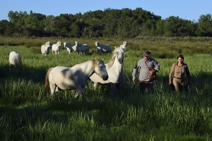 France, Bouches du Rhone, Parc naturel regional de Camargue (Regional Natural Park of Camargue), Mas du Menage, manade Saint Antoine (Cauzel), getting the Camargue horses in their pasture