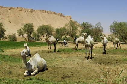 Egypt, Libyan desert, Abu Mungar oasis north of Farafra, dromedary farming