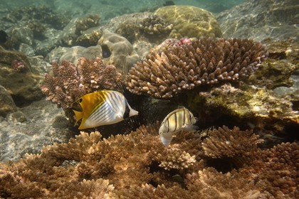 France, Ile de la Reunion, Côte Ouest, Saint-Gilles-Les-Bains (commune de Saint-Paul), le récif corallien du lagon de l'Ermitage, poisson Papillon jaune ou Papillon cocher (Chaetodon auriga) et oursins (vue sous-marine)