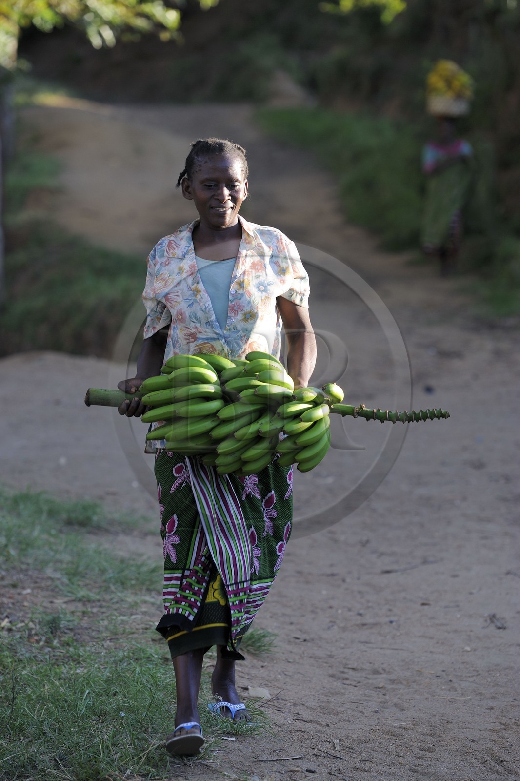 Tanzanie, région de Morogoro, les Monts Uluguru, femme portant un régime de banane aux alentours de l'ancien refuge allemand de Morningside