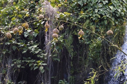 France, Ile de la Reunion, Parc national de La Réunion, classé Patrimoine Mondial de l'UNESCO, Sainte-Rose, anse des Cascades, nids de tisserin gendarme (Ploceus cucullatus) aussi appelé Oiseau Bellier ou Zwazo Belye